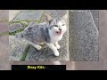 50 Pics Of Cats Meowing So Loud You Can Almost Hear These Images - Funny cat