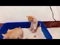 rare footage of el gato taking piss