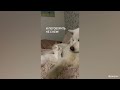 CATS AND DOGS Awesome Friendship - Funny Animal Videos 2023 😅