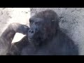 GORILLA PLAYS WITH BOY AT ZOO! Funny!