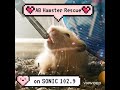 Alberta Hamster Rescue on Sonic102.9
