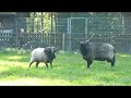 Kampf zweier Schafe
