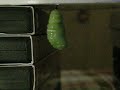 Monarch Butterfly Caterpillar Changing into a Chrysalis