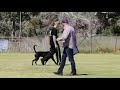 2022-Nov-14 - Rottweiler training - BH routine with Xeoder - this video shows BH pattern