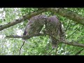Barred Owl kisses his mate