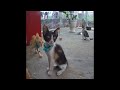 🐈🤣 Funniest Cats and Dogs Videos 😹😸 Funniest Animals 2024 # 19
