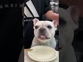 Small shrimp and big meaty French bulldog Daily life of a food-loving dog Cute pet debut plan Wh