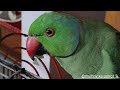 Mai tota hare rang ka | parrot sound|Feeding parrot video| Amazing cute little parrot eating Guava 🍐