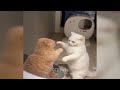 You Laugh You Lose😹Funniest Dogs and Cats 2024😻🐶