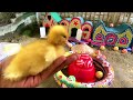 World Cute Chickens, Colorful Chickens, Rainbows Chickens, Cute Ducks, Cat, Rabbits,Cute Animals🐤🐣🦆🐟