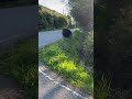 Black Bear and Cubs on the Road