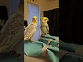 mirror.birb songs=active