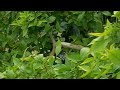 Blue-throated Barbet| বসন্তবৌরি | Nature Clicks