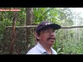 menjebak tupai di hutan Sibu Sarawak//episod 30.