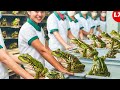 Frogs Farm - How China Farmer Raised Millions Frogs For Meat - Frog Processing Factory