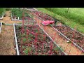 Early July Garden Walkthrough