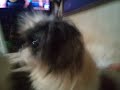 Pekingese... Beautiful Sara