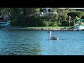 Juvenile Gray swan