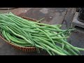 Grow long beans on the terrace in used recycling baskets