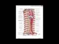 Анатомия и физиология - Лекция 64 - Слюна, пищевод, желудок