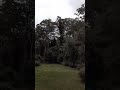 #amazing # whip bird, #sounds,australian bird song,#queensland