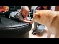 AKITA INU - Meeting A Child | 秋田犬