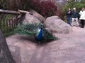 noisy peacock