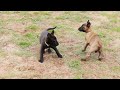 Belgian malinois puppies at 7 weeks old.