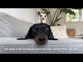 Our 4 Sugar Gliders| Dachshund & Sugar Gliders.