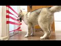 Huskies Teach the Puppy to Overcome Obstacles! Dogs and Cats vs Tape