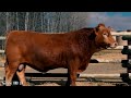 10 Biggest Cattle Breeds In The World