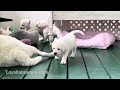 White Labrador mama Daisy loves her puppies!