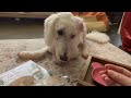 Goldendoodle Reviews Trader Joe's Dog Treats! (and Advent Calendar)