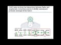 Coronaviruses 101: Focus on Molecular Virology