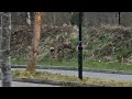 Filmed a deer outside where i work #deer #animals