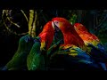 4K Colorful Parakeet - Beautiful Birds Sound in the Forest | Relaxing Safari