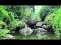 Great Relaxing Sounds, Beautiful Stream in Deep Forest, Wild Birds Singing, 10 Hours of White Noise