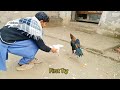 Aseel Murga Murgi Breeding Pair Hen and Rooster | Asil Chickens Breeding Time | How do chickens meet