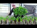 Growing Celery is very simple with just a few small plastic bottles and lush vegetables