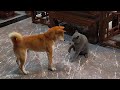 Funny CATS and DOGS videos will make you laugh to die 🤣🐶 Funny ANIMALS videos 2024