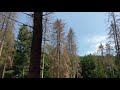 Nadelbaumsterben in Bergisch Gladbach