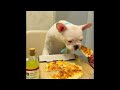 Funniest Animals 2024 😂 Best Funny Cats and Dogs 😻🐶 Part 35 | Cute Baby Dogs