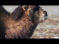 The Bactrian Camel