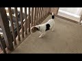 Henry the Jack Russell Terrier Dog Has Another Case of the Zoomies