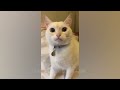 You will LAUGH all day! Best Funny Pet 😻😇Part 01 | Funny Cats and Dogs Compilation