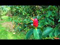 Hawaii Botanical Garden 🌈 Hawaii Relaxing Walking Tour 🌴 Hoomaluhia Botanical Garden 🌺 Hawaii 4K