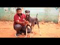 💥 Rs.500 முதல் நாட்டு நாய் குட்டிகள் | EMI ல நாய் குட்டி வாங்கலாமா | Native Dog Kennal Visit |