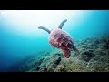 4K (ULTRA HD) Paradise Of Sea Animals 🐠 - Coral Reefs and Colorful Sea Life - Relaxing Music