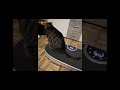 Kucing Ngantuk Sama Kucing Goyang–Goyang