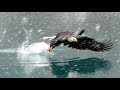 Homer Bald Eagle Tour Clip